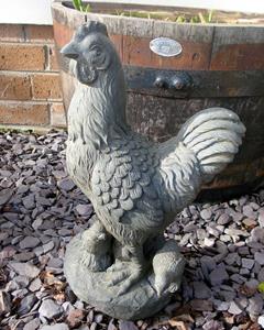 Cockerel